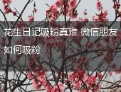 花生日记吸粉,花生日记朋友圈吸粉