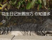花生日记